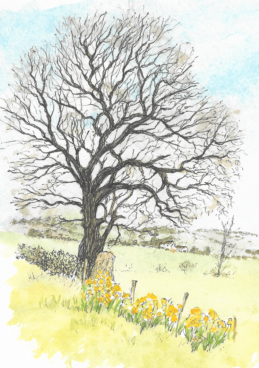 My Daily Walk – Daffodils on Bullocks&nbsp;Lane